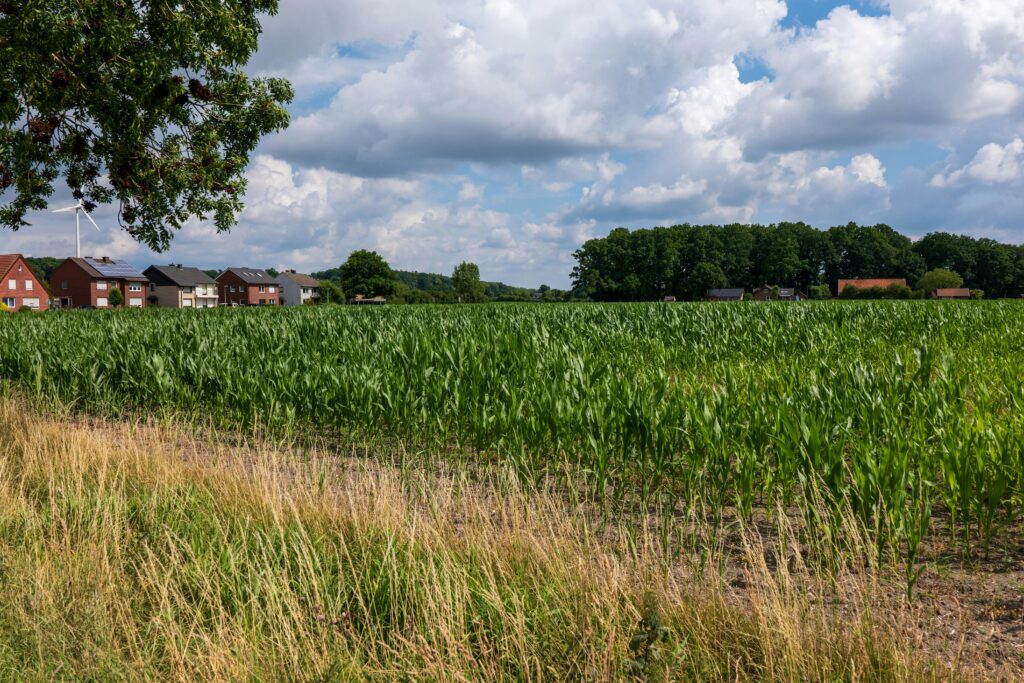 Expansive cornfield under a cloudy sky with village houses in the distance.